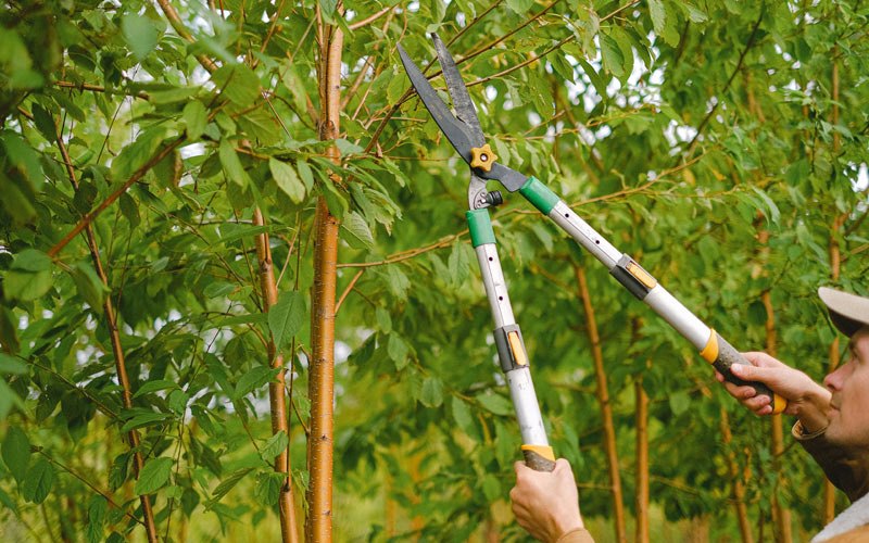 Tree trimming in Velpen, IN